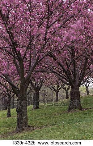 Cherry Trees View Large Photo Image Stock Image - Cherry Trees. Fotosearch