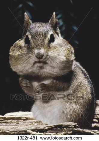 Chipmunk View Large Photo Image Stock Image - Chipmunk. Fotosearch