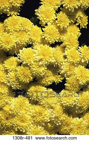 Chrysanthemums View Large Photo Image Stock Image - Chrysanthemums. Fotosearch