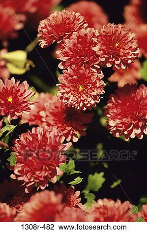 Chrysanthemums View Large Photo Image Stock Image - Chrysanthemums. Fotosearch