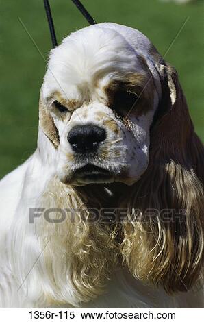 Cocker Spaniel View Large Photo Image Stock Photography - Cocker Spaniel. Fotosearch