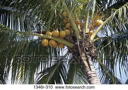 Coconut Tree, Key West, Florida, USA View Large Photo Image Stock Image - Coconut Tree, Key West, Florida, USA. Fotosearch