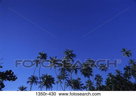 Coconut Trees, Venezuela View Large Photo Image Stock Image - Coconut Trees, Venezuela. Fotosearch