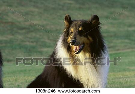 Collie View Large Photo Image Stock Photograph - Collie. Fotosearch