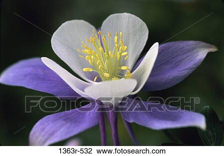 Colorado Blue Columbine View Large Photo Image Stock Image - Colorado Blue Columbine. Fotosearch