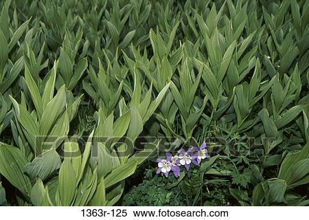 Columbines View Large Photo Image Stock Photography - Columbines. Fotosearch
