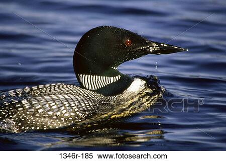Common Loon View Large Photo Image Stock Photography - Common Loon. Fotosearch