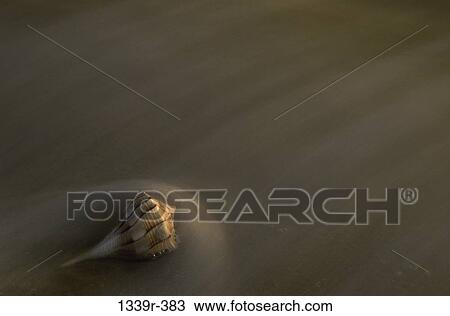 Conch View Large Photo Image Stock Image - Conch. Fotosearch
