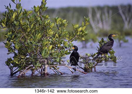 Cormorants View Large Photo Image Stock Image - Cormorants. Fotosearch
