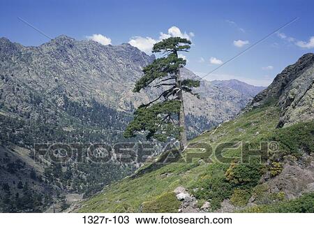 Corsica, France View Large Photo Image Stock Image - Corsica, France. Fotosearch