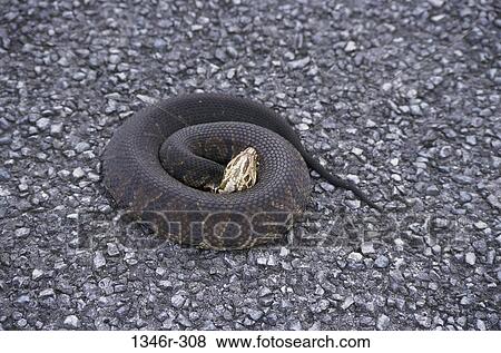 Stock Photo - Cottonmouth Water Moccasin. Fotosearch
