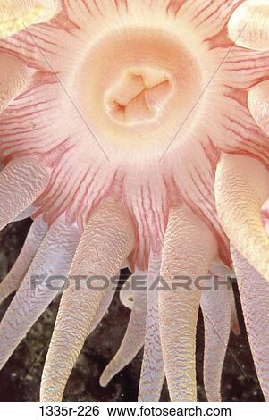 Crimson Anemone View Large Photo Image Stock Photograph - Crimson Anemone. Fotosearch