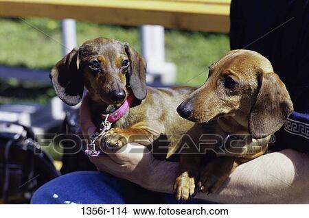Dachshunds View Large Photo Image Picture - Dachshunds. Fotosearch