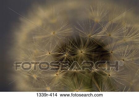 Dandelion View Large Photo Image Picture - Dandelion. Fotosearch
