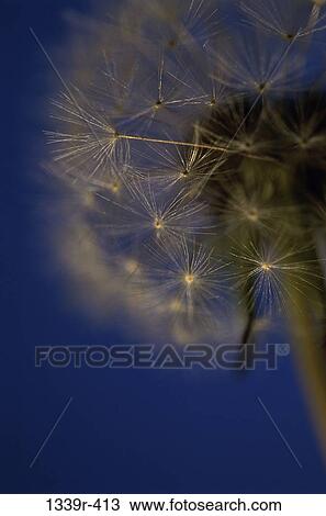 Dandelion View Large Photo Image Stock Image - Dandelion. Fotosearch
