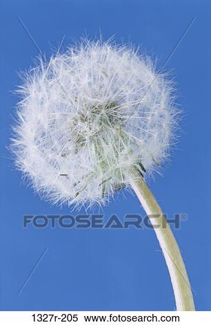 Dandelion View Large Photo Image Stock Photography - Dandelion. Fotosearch