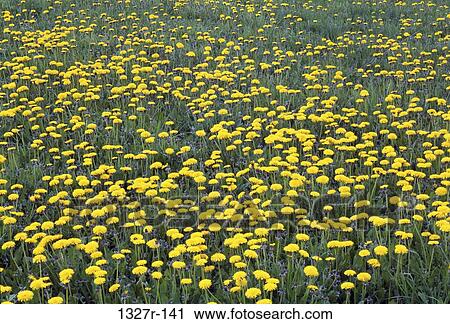Dandelions View Large Photo Image Stock Image - Dandelions. Fotosearch