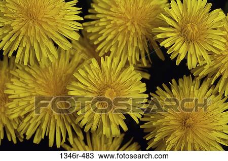 Dandelions View Large Photo Image Stock Image - Dandelions. Fotosearch