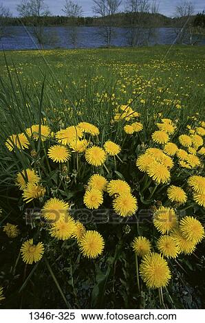 Dandelions View Large Photo Image Stock Photography - Dandelions. Fotosearch