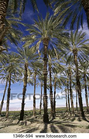 Date Palm Trees, California, USA View Large Photo Image Picture - Date Palm Trees, California, USA. Fotosearch
