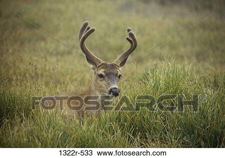 deer, hiding, horns, alert, animal, antlers View Large Photo Image Stock Image - deer, hiding, horns, alert, animal, antlers. Fotosearch