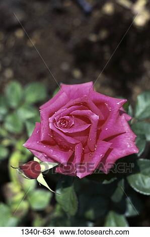 dewy, dew, rose, flower, nature, roses, blooming View Large Photo Image Picture - dewy, dew, rose, flower, nature, roses, blooming. Fotosearch