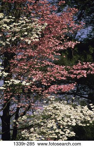 Dogwood Trees View Large Photo Image Stock Photography - Dogwood Trees. Fotosearch