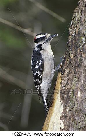 Downy Woodpecker View Large Photo Image Stock Photography - Downy Woodpecker. Fotosearch