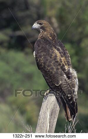 Stock Image - Eagle. Fotosearch