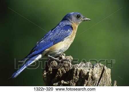 Eastern Bluebird View Large Photo Image Stock Image - Eastern Bluebird. Fotosearch