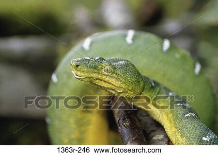 Emerald Tree Boa View Large Photo Image Stock Photograph - Emerald Tree Boa. Fotosearch