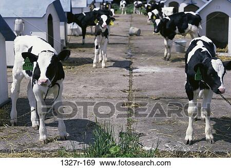 farm, farming, cattle, animals, cows, houses, agriculture View Large Photo Image Stock Photo - farm, farming, cattle, animals, cows, houses, agriculture. Fotosearch