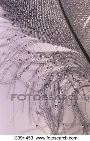 feather, water, nature, droplets, wet, detail View Large Photo Image Stock Image - feather, water, nature, droplets, wet, detail. Fotosearch