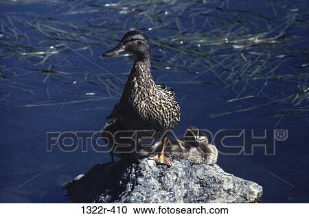 Female Mallard with Ducklings View Large Photo Image Stock Image - Female Mallard with Ducklings. Fotosearch