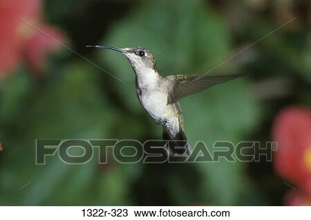 Female Ruby-Throated Hummingbird View Large Photo Image Stock Image - Female Ruby-Throated Hummingbird. Fotosearch