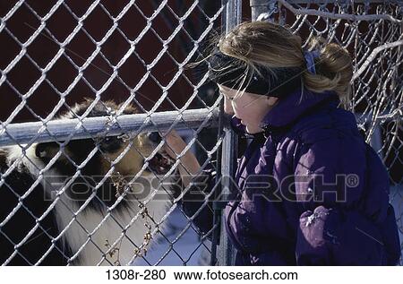 fence, people, dog, pet, outdoors, animal View Large Photo Image Stock Image - fence, people, dog, pet, outdoors, animal. Fotosearch