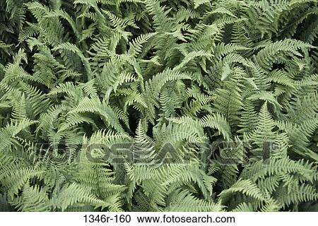 Ferns View Large Photo Image Stock Image - Ferns. Fotosearch