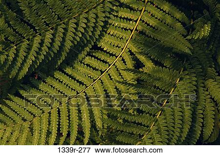 Ferns View Large Photo Image Stock Photo - Ferns. Fotosearch