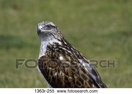 Ferruginous Hawk View Large Photo Image Stock Photography - Ferruginous Hawk. Fotosearch