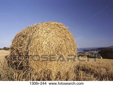 Field, farm, farming, crop, harvest, industry View Large Photo Image Picture - Field, farm, farming, crop, harvest, industry. Fotosearch