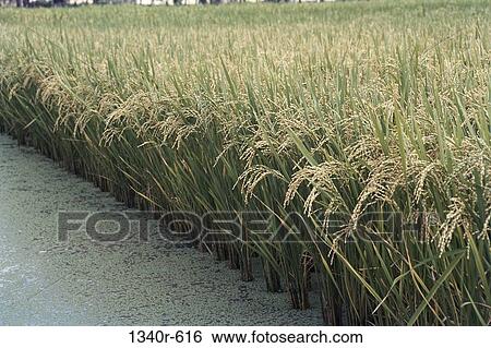 Field, farm, farming, grain, crop, industry, water View Large Photo Image Stock Photograph - Field, farm, farming, grain, crop, industry, water. Fotosearch