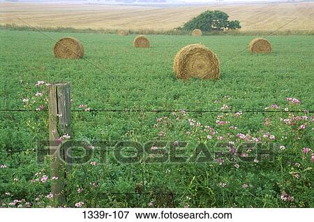 Stock Photo - Field, farm, fence, farming, crop, harvest, industry. Fotosearch