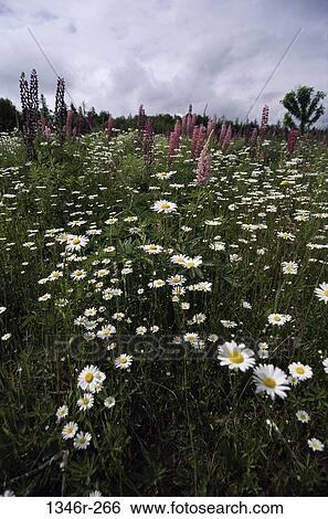 Field, flowers, nature, lupines, Chamomile, Nature fields View Large Photo Image Stock Photograph - Field, flowers, nature, lupines, Chamomile, Nature fields. Fotosearch