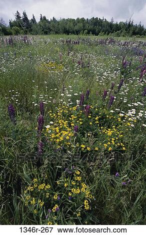 Field, flowers, nature, variety, wild flowers, Nature fields View Large Photo Image Stock Photo - Field, flowers, nature, variety, wild flowers, Nature fields. Fotosearch