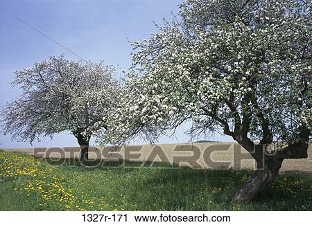 Field, grass, flowers, trees, nature, flowering, blossoming View Large Photo Image Stock Image - Field, grass, flowers, trees, nature, flowering, blossoming. Fotosearch