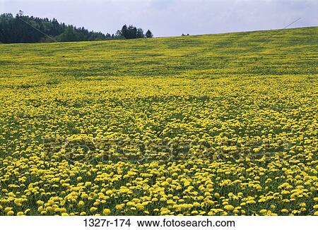 Field, sky, clouds, flowers, trees, nature, Nature fields View Large Photo Image Picture - Field, sky, clouds, flowers, trees, nature, Nature fields. Fotosearch