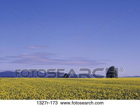 Stock Image - Field, sky, flowers, mountains, trees, nature, pair. Fotosearch