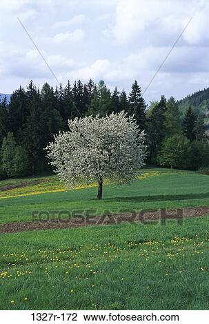Field, tree, sky, grass, clouds, nature, forest View Large Photo Image Stock Image - Field, tree, sky, grass, clouds, nature, forest. Fotosearch