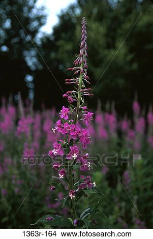 Fireweed View Large Photo Image Picture - Fireweed. Fotosearch