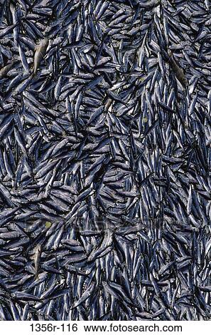 fish, industry, fishing, background, texture, Industry fishing View Large Photo Image Stock Photograph - fish, industry, fishing, background, texture, Industry fishing. Fotosearch